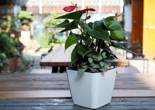 Selvvandende Blomsterpot til Indendørs og Udendørs Brug-5